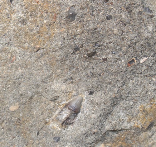 Dente pesce birgeria - dente, pesce,