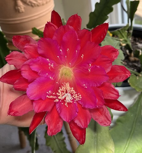 Epiphyllum cactus foglia - epiphyllum,