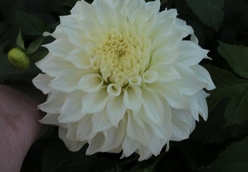 Gioielli dalie fiore - 3,