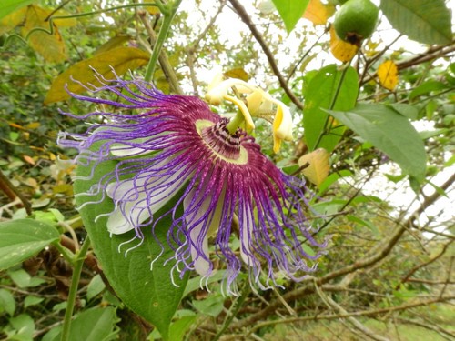 Semi passiflora - semi, di