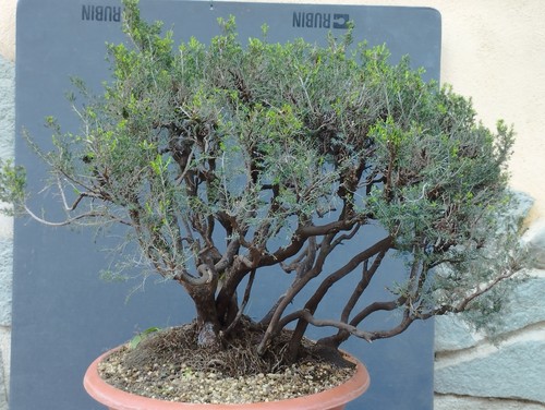 Pre bonsai erica - pre-bonsai, di