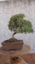 BONSAI GINEPRO (juniperus