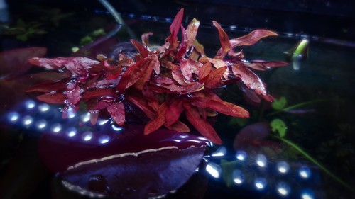Ammania gracilis red orange - ammania,