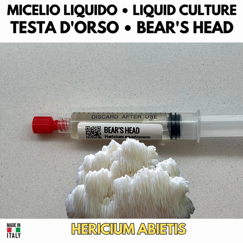 Fungo testa orso - testa,