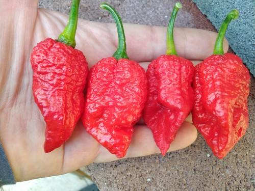 Peperoncino essiccato - 10, di