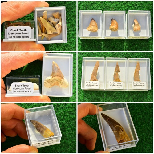 Fossil shark tooth - fossil,