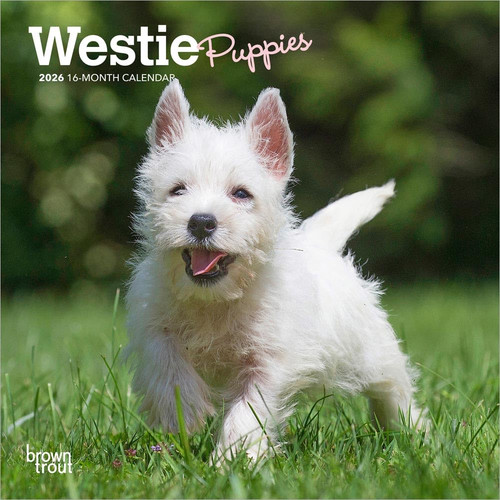 West highland white terrier - highland,