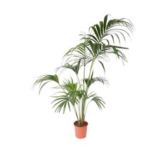 Plant in a Box  Kentia Howea forsteriana 150cm Palma da interno