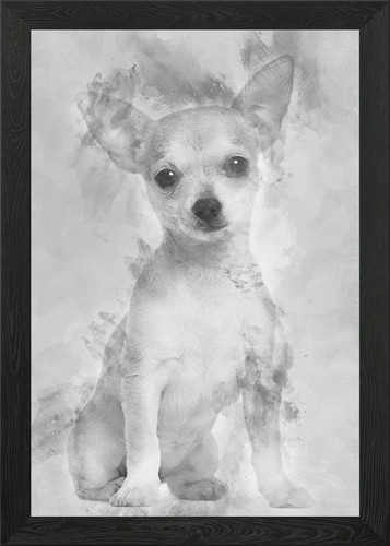 Chihuahua cucciolo mesi o - chihuahua,