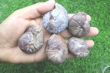 5 PCs Maenoceras Goniatite