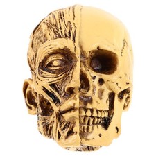 di teschio umano Anatomia di