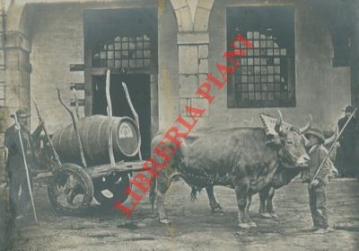 Carro con botte - , di