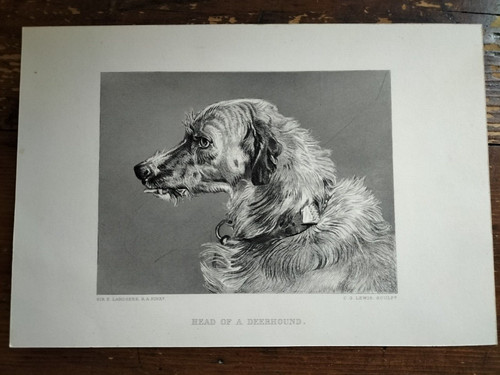 Head deerhound testa - of,
