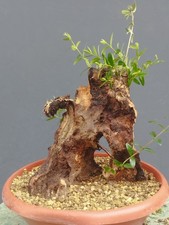 Bonsai Olivastro 35x25cm In