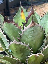 Agave titanota Black Flame