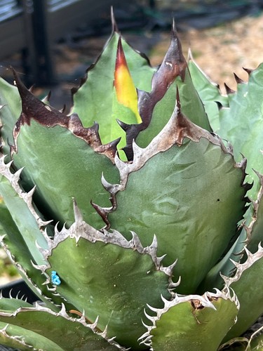 Agave titanota black flame - black,