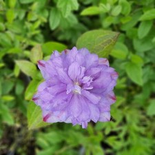 Clematide Vyvyan Pennell 1L -