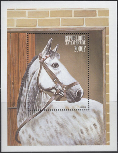 Africa centrale 1999 - , cavalli