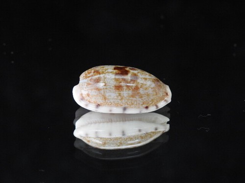 Sea shell cypraea pellucens - sea,