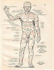 Stampa antica ANATOMIA CORPO