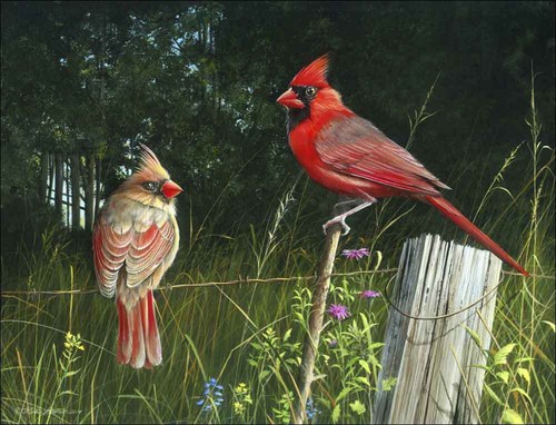Piastrella cardinal accent - piastrella,