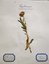 Antica tavola di erbario -