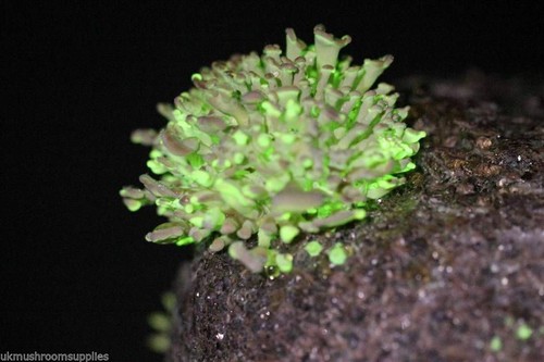 Glow the dark kit - glow,