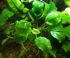Pianta ANUBIAS come in foto -