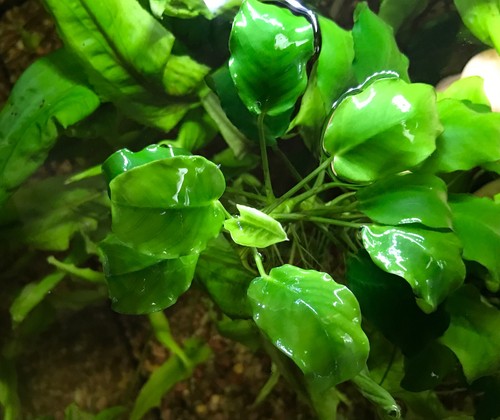 Pianta anubias come foto - foto,
