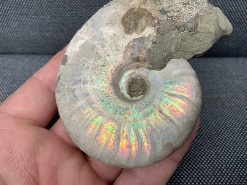 Cleoniceras ammonite - cleoniceras,