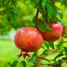 Melograno frutto punica - melograno,