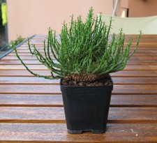 Euphorbia flanaganii crestata