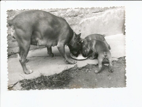 Rare beautiful vintage dog - rare,