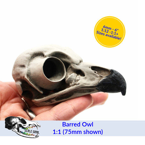 Barred owl skull - barred,