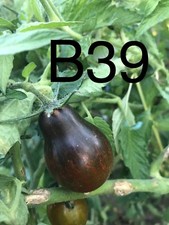 graine/seed tomate taille
