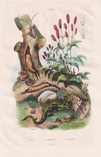 Salamandra Salamander Anfibio