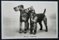 WELSH TERRIER   Vintage 1939