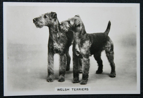 Welsh terrier vintage 1939 - vintage,