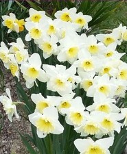 10 BULBI NARCISO 'ICE FOLLIES' CALIBRO 10/12 BULBI AUTUNNALI NARCISI BIANCHI