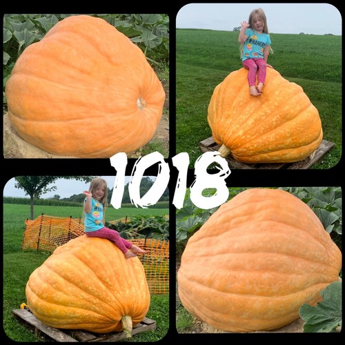 Semi zucca gigante atlantic - semi,