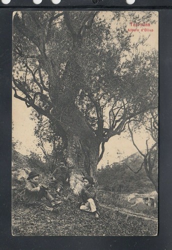 Cartolina taormina albero - cartolina,