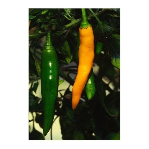 Semi peperoncino costeno - 25,