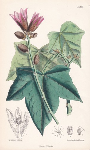 Brachychiton discolor - brachychiton,
