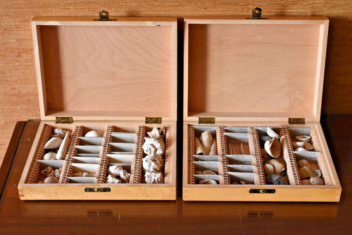 Collezione conchiglie varie - di,