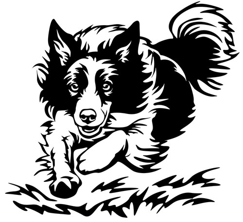 Adesivo border collie - border,