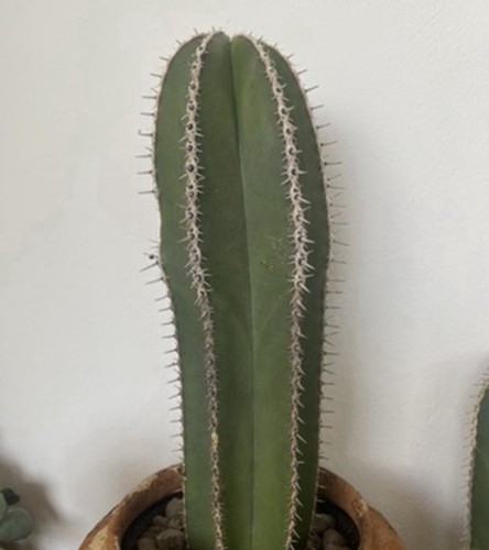 Pachycereus marginatus