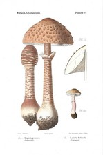 Stampa antica FUNGHI Lepiota