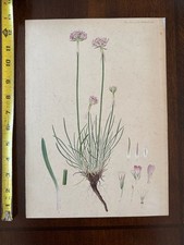 Antica scheda incisione libro