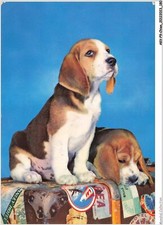 AKVP9-0735-CANE - Due Cani