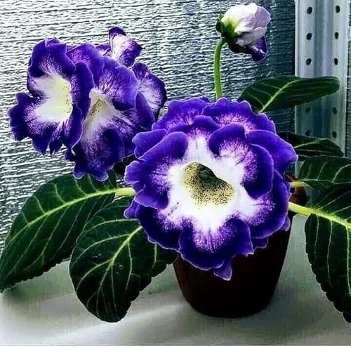 Bellissimi bulbi fiore - bellissimi,